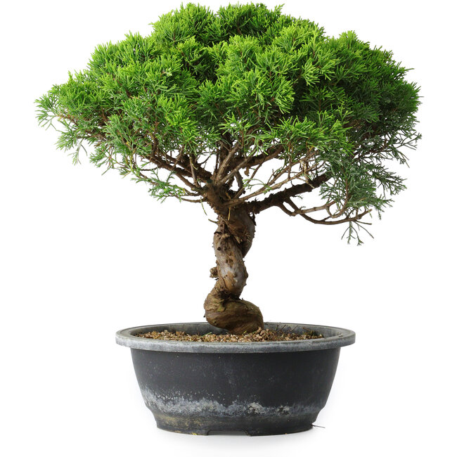 Juniperus chinensis Itoigawa, 33,5 cm, ± 15 anni