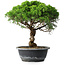 Juniperus chinensis Itoigawa, 33,5 cm, ± 15 Jahre alt