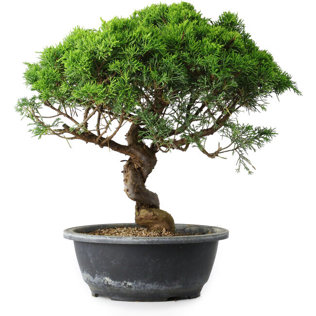 Juniperus chinensis Itoigawa, 33,5 cm, ± 15 years old
