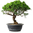 Juniperus chinensis Itoigawa, 33,5 cm, ± 15 years old