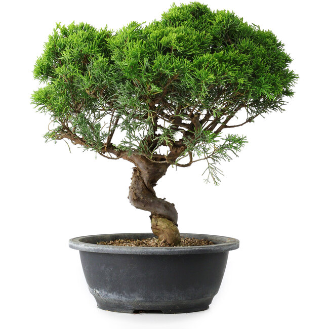Juniperus chinensis Itoigawa, 33,5 cm, ± 15 jaar oud