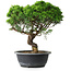 Juniperus chinensis Itoigawa, 33,5 cm, ± 15 Jahre alt