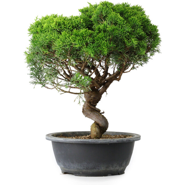 Juniperus chinensis Itoigawa, 33,5 cm, ± 15 anni