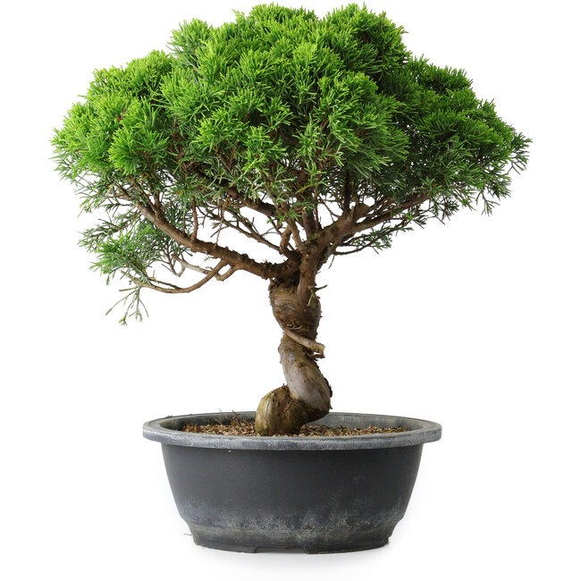 Juniperus chinensis Itoigawa, 33,5 cm, ± 15 años