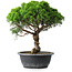 Juniperus chinensis Itoigawa, 33,5 cm, ± 15 years old