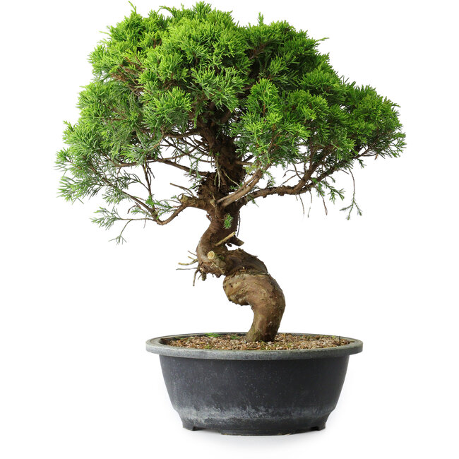 Juniperus chinensis Itoigawa, 36 cm, ± 15 ans