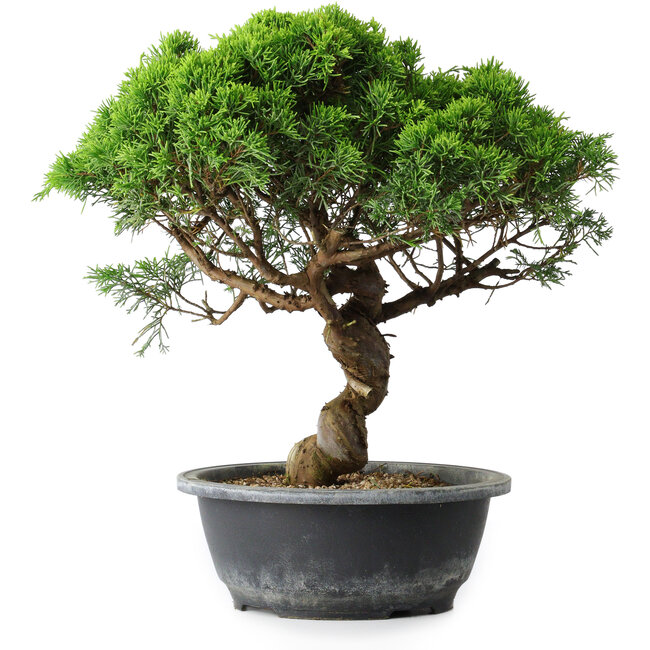 Juniperus chinensis Itoigawa, 33,5 cm, ± 15 jaar oud