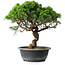 Juniperus chinensis Itoigawa, 33,5 cm, ± 15 years old