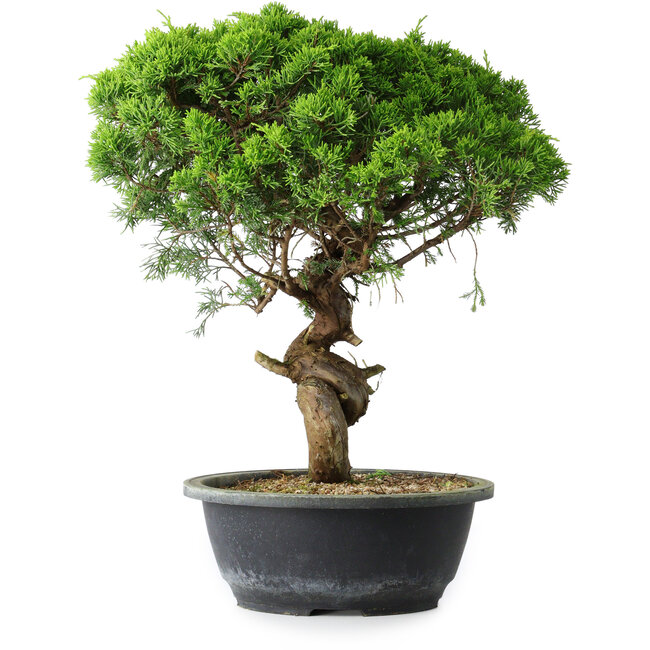 Juniperus chinensis Itoigawa, 36 cm, ± 15 Jahre alt