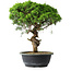 Juniperus chinensis Itoigawa, 36 cm, ± 15 ans