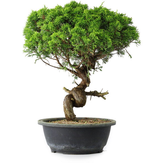 Juniperus chinensis Itoigawa, 36 cm, ± 15 years old