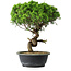 Juniperus chinensis Itoigawa, 36 cm, ± 15 anni