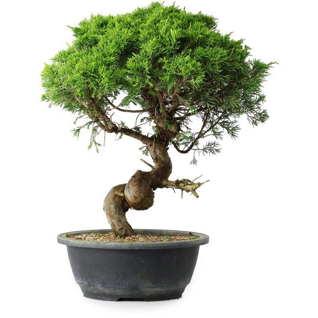 Juniperus chinensis Itoigawa, 36 cm, ± 15 years old
