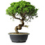 Juniperus chinensis Itoigawa, 36 cm, ± 15 years old