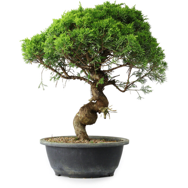 Juniperus chinensis Itoigawa, 36 cm, ± 15 Jahre alt