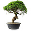 Juniperus chinensis Itoigawa, 36 cm, ± 15 anni