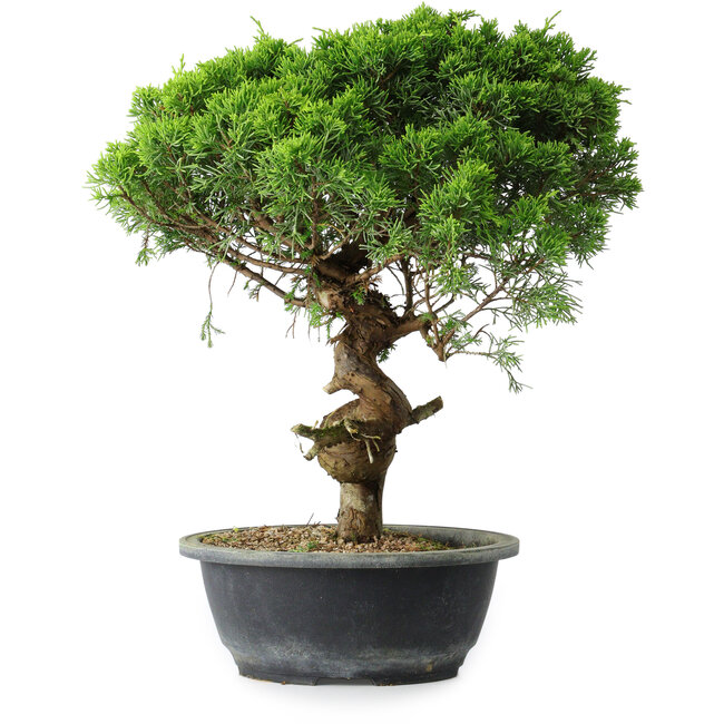 Juniperus chinensis Itoigawa, 36 cm, ± 15 Jahre alt