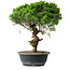 Juniperus chinensis Itoigawa, 36 cm, ± 15 years old