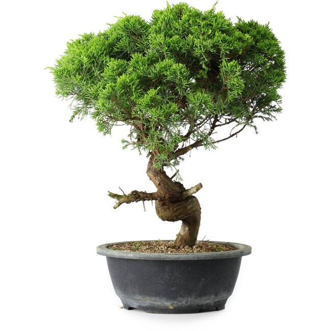 Juniperus chinensis Itoigawa, 36 cm, ± 15 Jahre alt