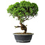 Juniperus chinensis Itoigawa, 36 cm, ± 15 years old