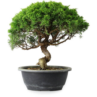Juniperus chinensis Itoigawa, 29 cm, ± 15 years old