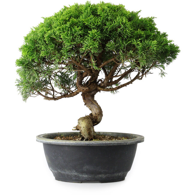 Juniperus chinensis Itoigawa, 29 cm, ± 15 Jahre alt