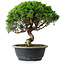 Juniperus chinensis Itoigawa, 29 cm, ± 15 Jahre alt