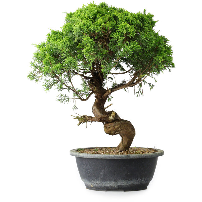 Juniperus chinensis Itoigawa, 36 cm, ± 15 años
