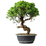 Juniperus chinensis Itoigawa, 36 cm, ± 15 years old