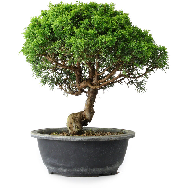 Juniperus chinensis Itoigawa, 29 cm, ± 15 anni