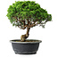 Juniperus chinensis Itoigawa, 29 cm, ± 15 Jahre alt