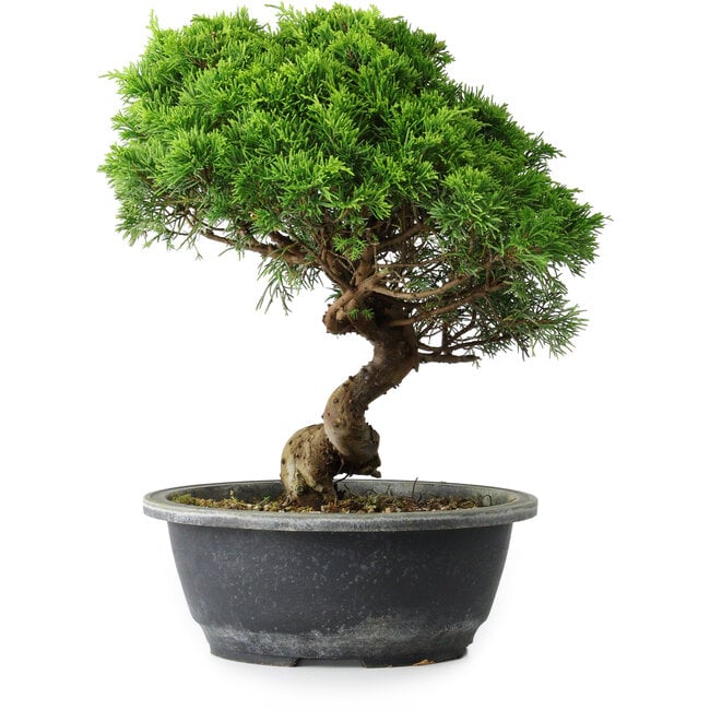 Juniperus chinensis Itoigawa, 29 cm, ± 15 años
