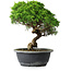 Juniperus chinensis Itoigawa, 29 cm, ± 15 years old