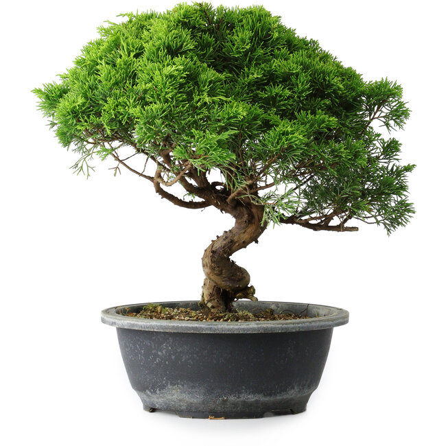 Juniperus chinensis Itoigawa, 29 cm, ± 15 anni