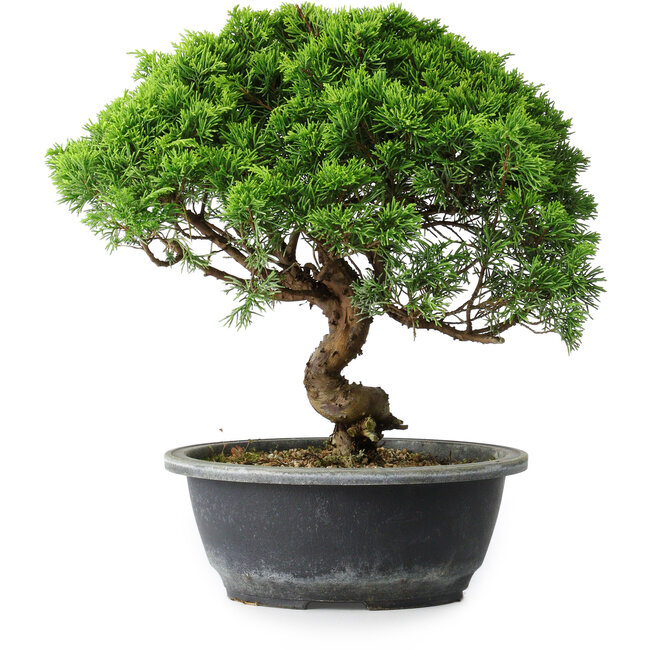 Juniperus chinensis Itoigawa, 29 cm, ± 15 Jahre alt