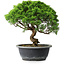 Juniperus chinensis Itoigawa, 29 cm, ± 15 Jahre alt