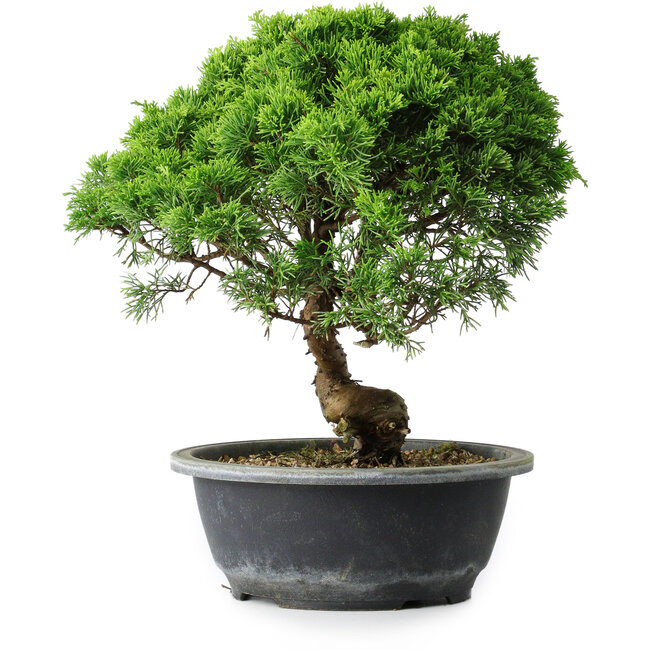 Juniperus chinensis Itoigawa, 29 cm, ± 15 Jahre alt