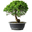 Juniperus chinensis Itoigawa, 29 cm, ± 15 years old