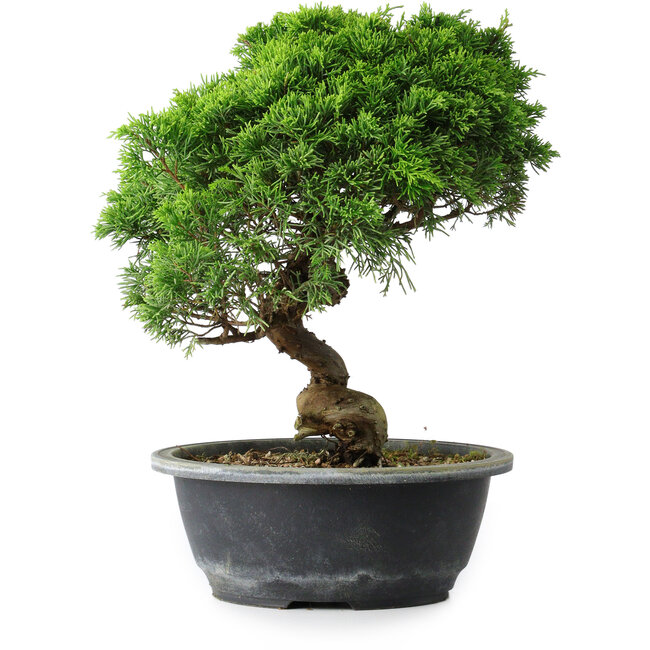 Juniperus chinensis Itoigawa, 29 cm, ± 15 anni