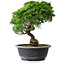 Juniperus chinensis Itoigawa, 29 cm, ± 15 Jahre alt