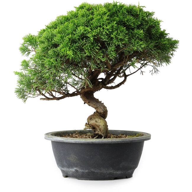 Juniperus chinensis Itoigawa, 29 cm, ± 15 Jahre alt
