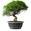 Juniperus chinensis Itoigawa, 29 cm, ± 15 Jahre alt