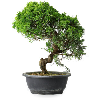 Juniperus chinensis Itoigawa, 34,5 cm, ± 15 ans
