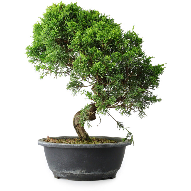 Juniperus chinensis Itoigawa, 34,5 cm, ± 15 jaar oud