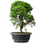 Juniperus chinensis Itoigawa, 34,5 cm, ± 15 anni