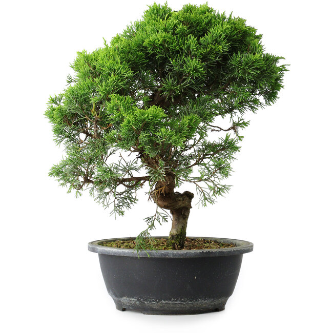 Juniperus chinensis Itoigawa, 34,5 cm, ± 15 Jahre alt