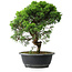 Juniperus chinensis Itoigawa, 34,5 cm, ± 15 years old