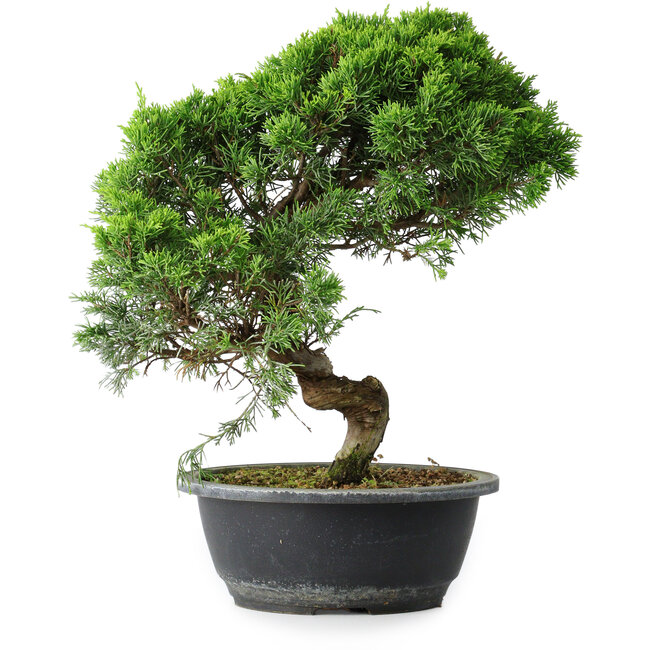 Juniperus chinensis Itoigawa, 34,5 cm, ± 15 años