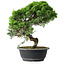Juniperus chinensis Itoigawa, 34,5 cm, ± 15 ans