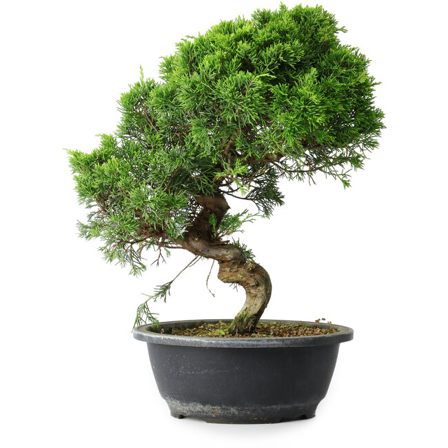 Juniperus chinensis Itoigawa, 34,5 cm, ± 15 años